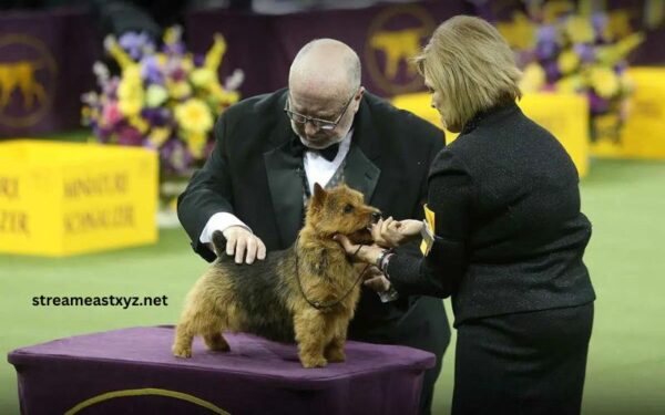 Westminster Dog Show 2023 Dogs